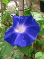 Purple Morning Glory